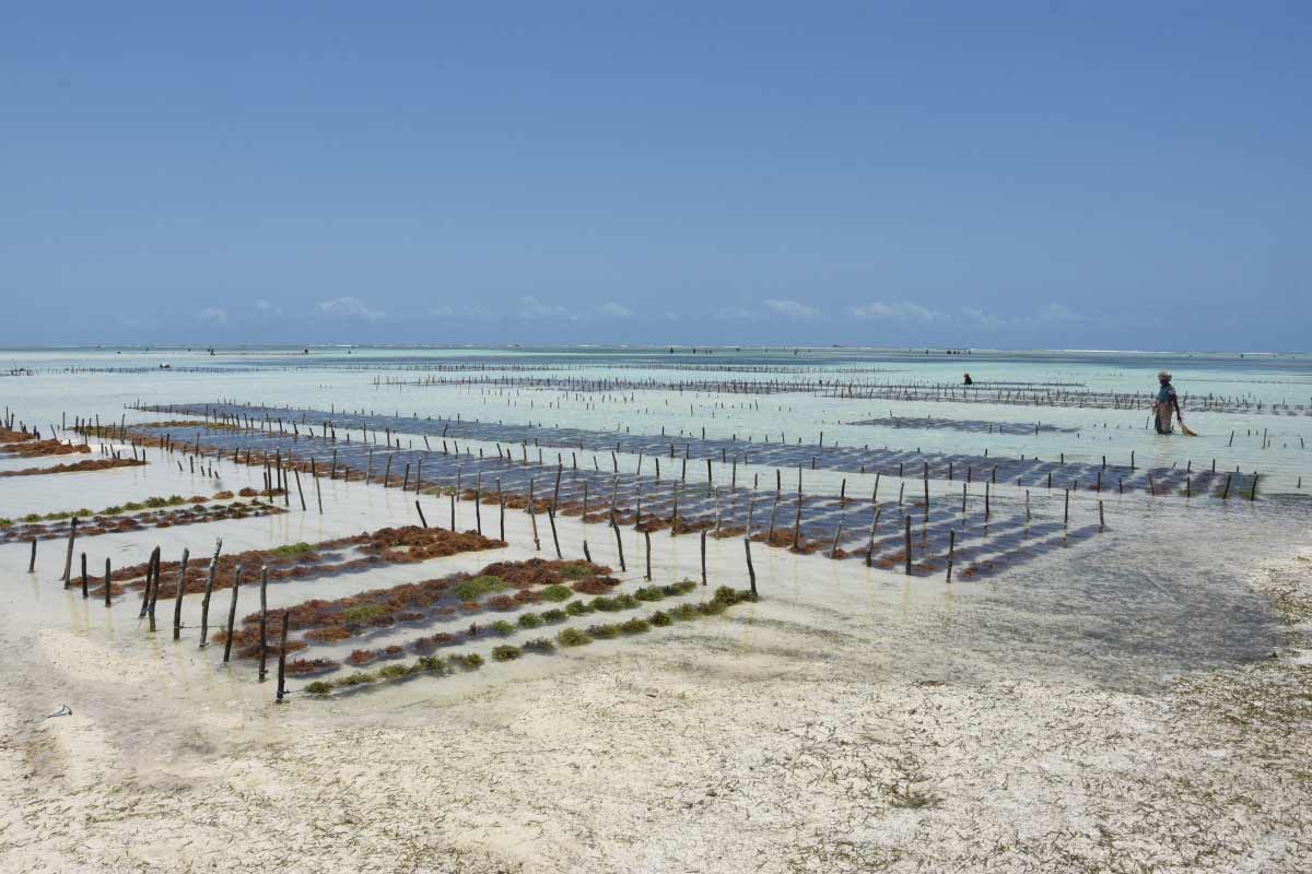 Somwat: Seagrass Meadows