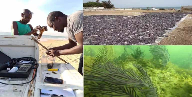 Sustainable blue growth with seaweed in Senegal