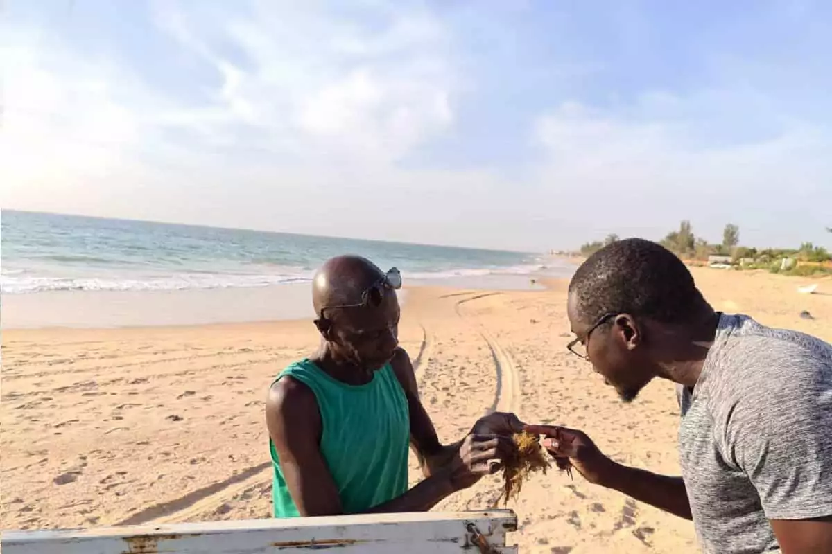 Seaweed for climate change