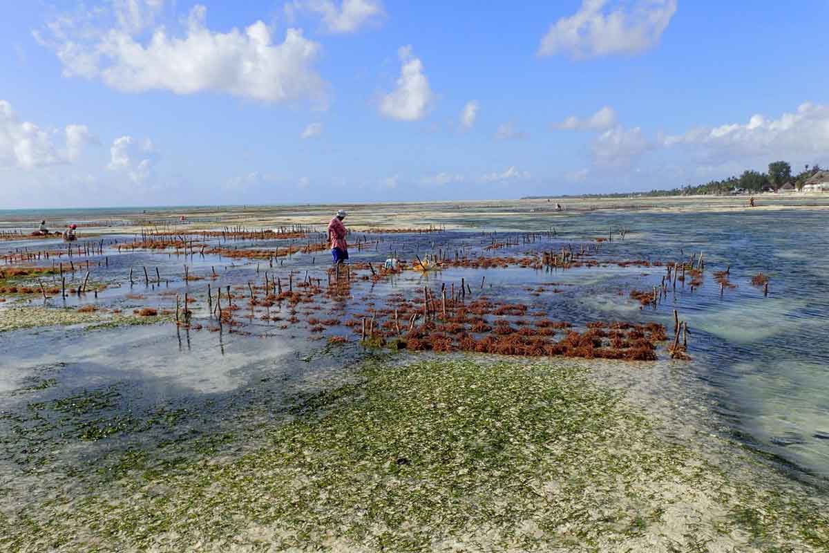 Nature-based Solutions: Algae Cultivation