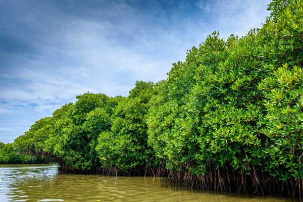 mangroves-ghana-small