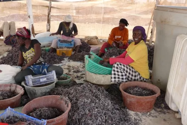 Seaweed processing Senegal