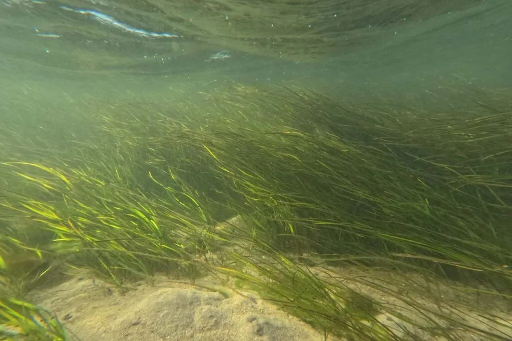 SOMWAT Seagrass Underwater