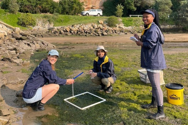 Seagrass field sampling